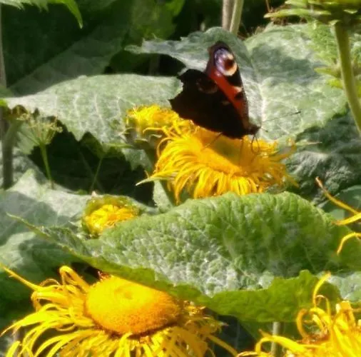 Appartement Ferientraum-am-rothaarsteig *